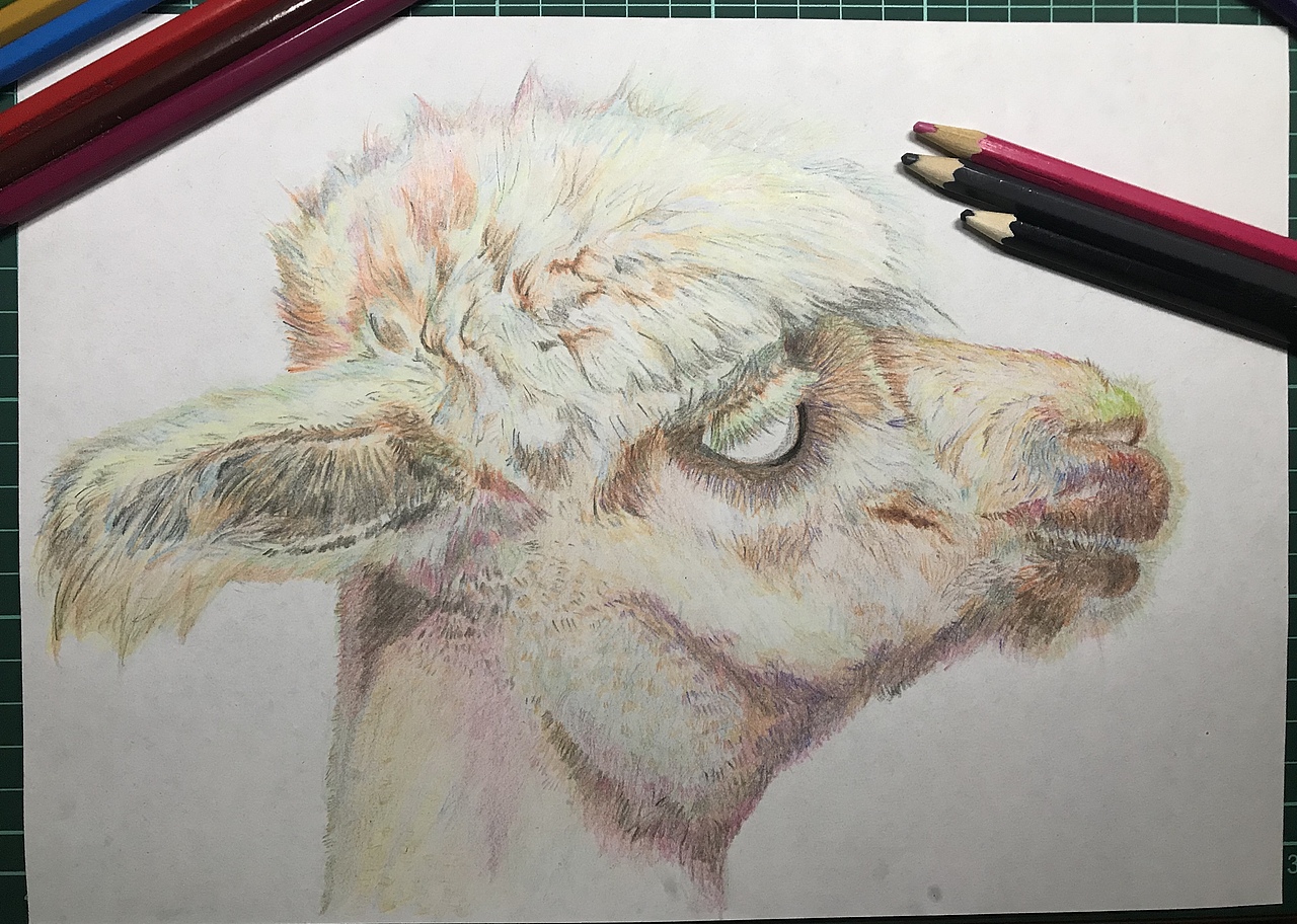 彩铅-羊驼🦙[z大笑]