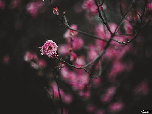 归春