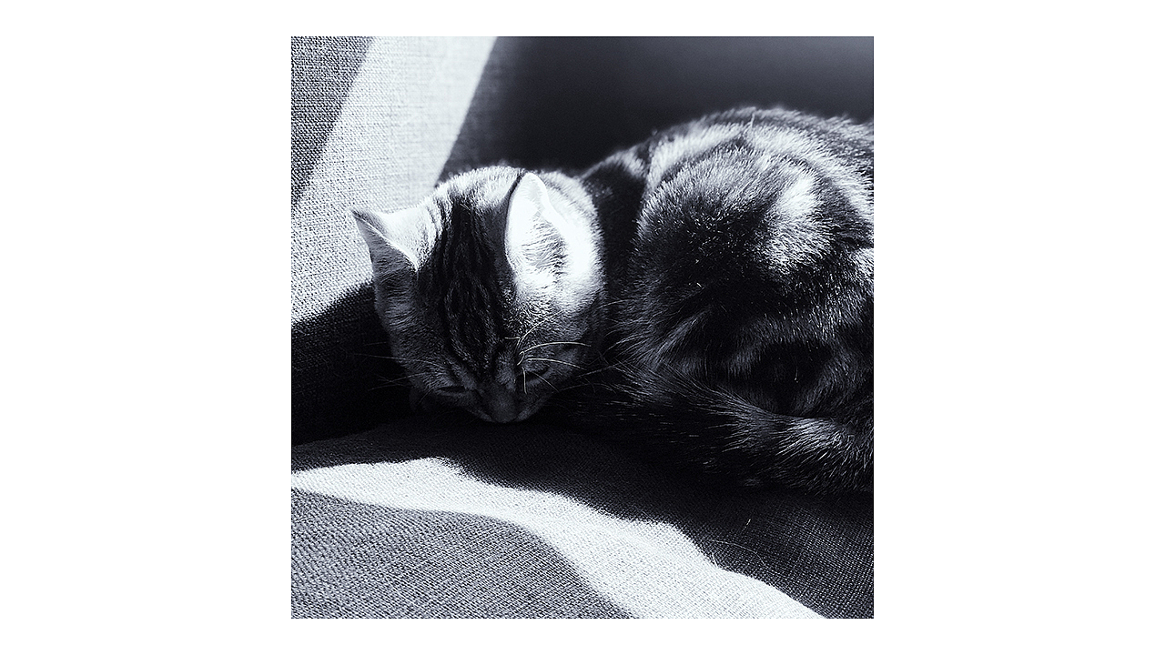 喵主子半歲啦~（圖ZMTA5Mjk3MjAw） - 人文/紀(jì)實攝影 - 站酷設(shè)計師Miss_Mo原創(chuàng)素材 - 站酷ZCOOL