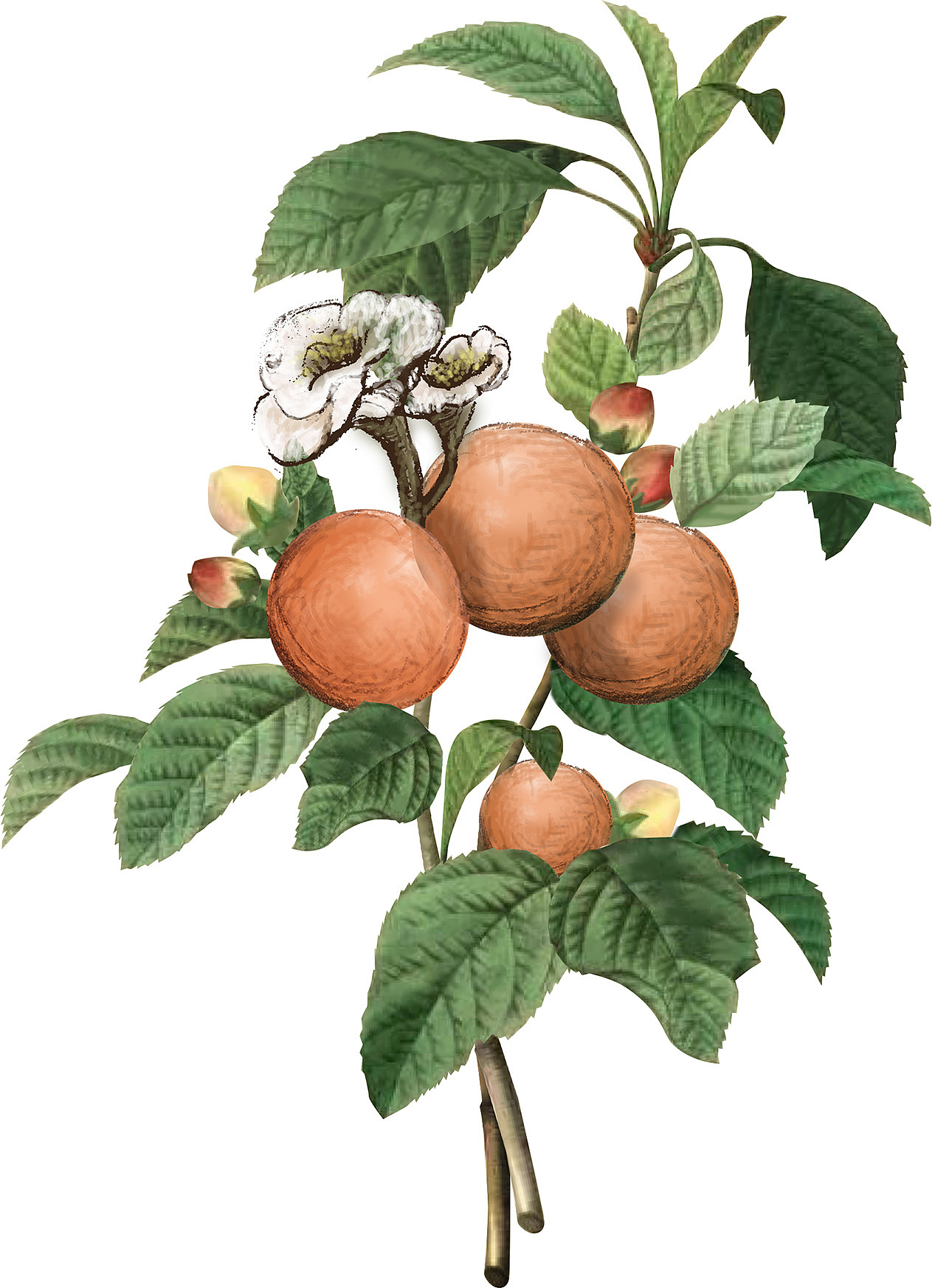 手绘山茶插图填色