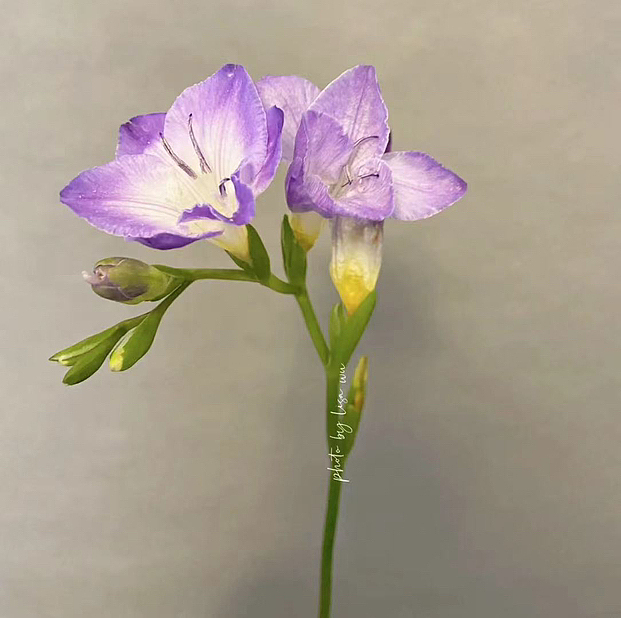 iPad线稿风花卉｜纯线稿风（图ZMzQwMzExMDc2） - 商业插画 - 站酷设计师常小棠呀原创素材 - 站酷ZCOOL