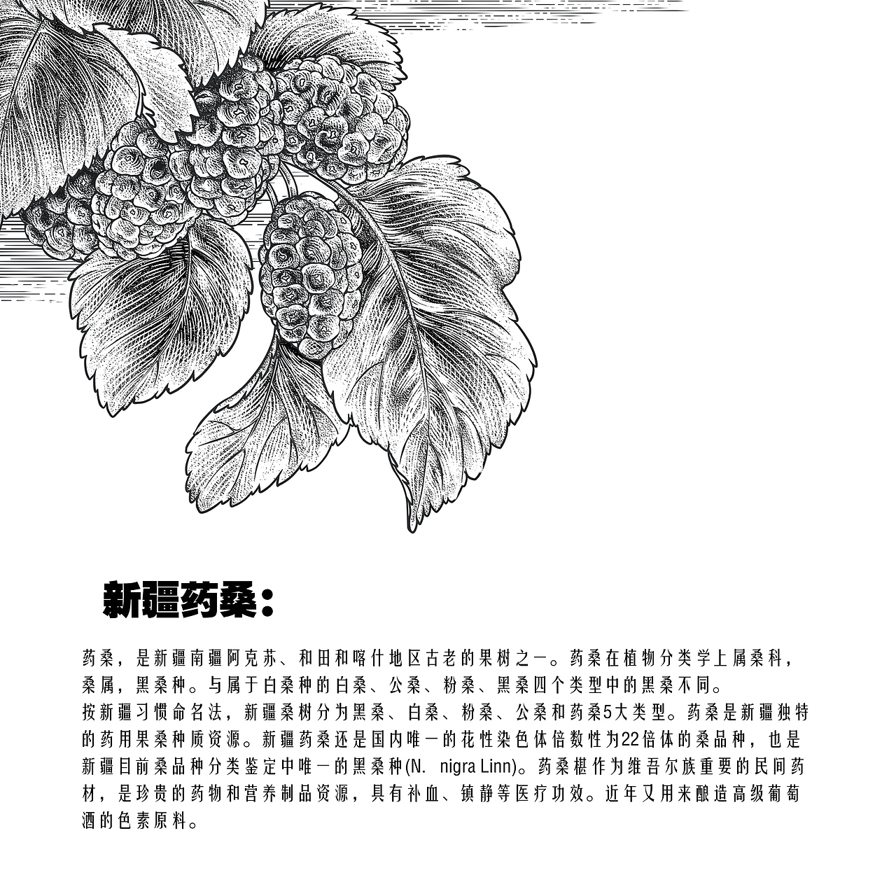 新疆礼物御农果业养生茶礼盒联图(图ZMjc4OTY1NDI4) - 商业插画 - 站酷设计师tuteng000001原创素材 - 站酷ZCOOL