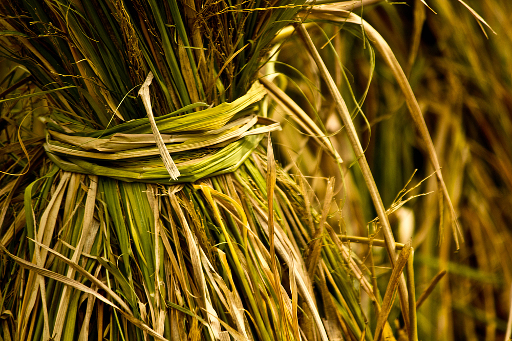 丰收季节（图ZMTE4MDk4Njg=） - 风光摄影 - 站酷设计师五条腿的蜗牛原创素材 - 站酷ZCOOL