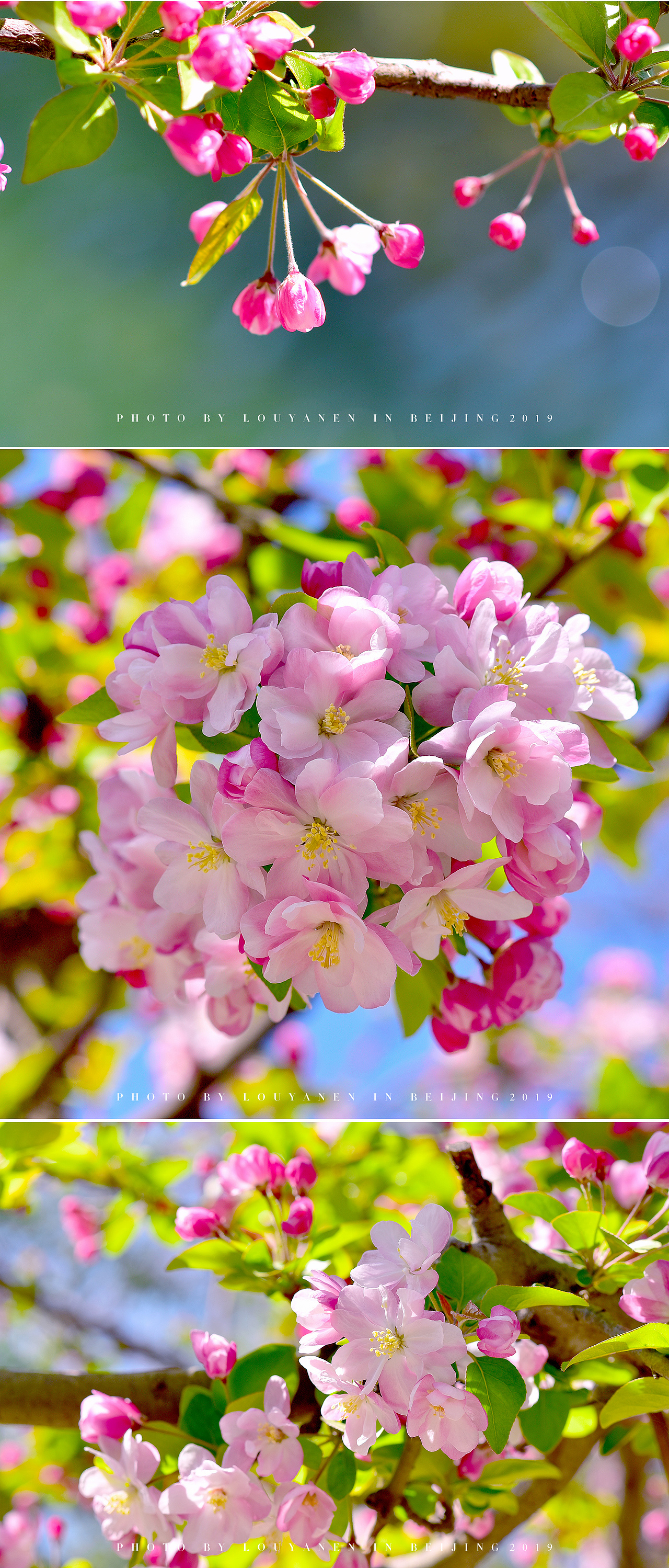 海棠花绽放（图ZMTU5NjMxMTYw） - 风光摄影 - 站酷设计师哆咦Dot原创素材 - 站酷ZCOOL