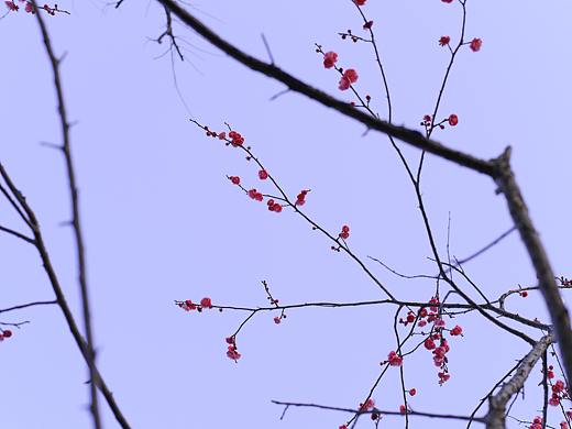 一组梅花拍摄 蓝紫色系风光静物拍摄 寒梅幽蓝的天空