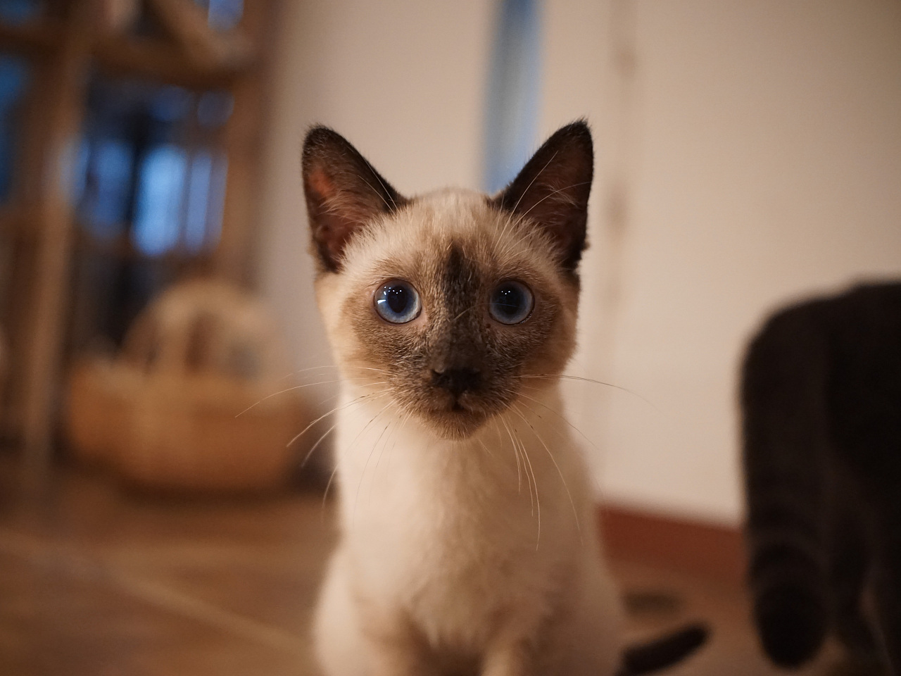 南京猫咖里的一只小暹罗