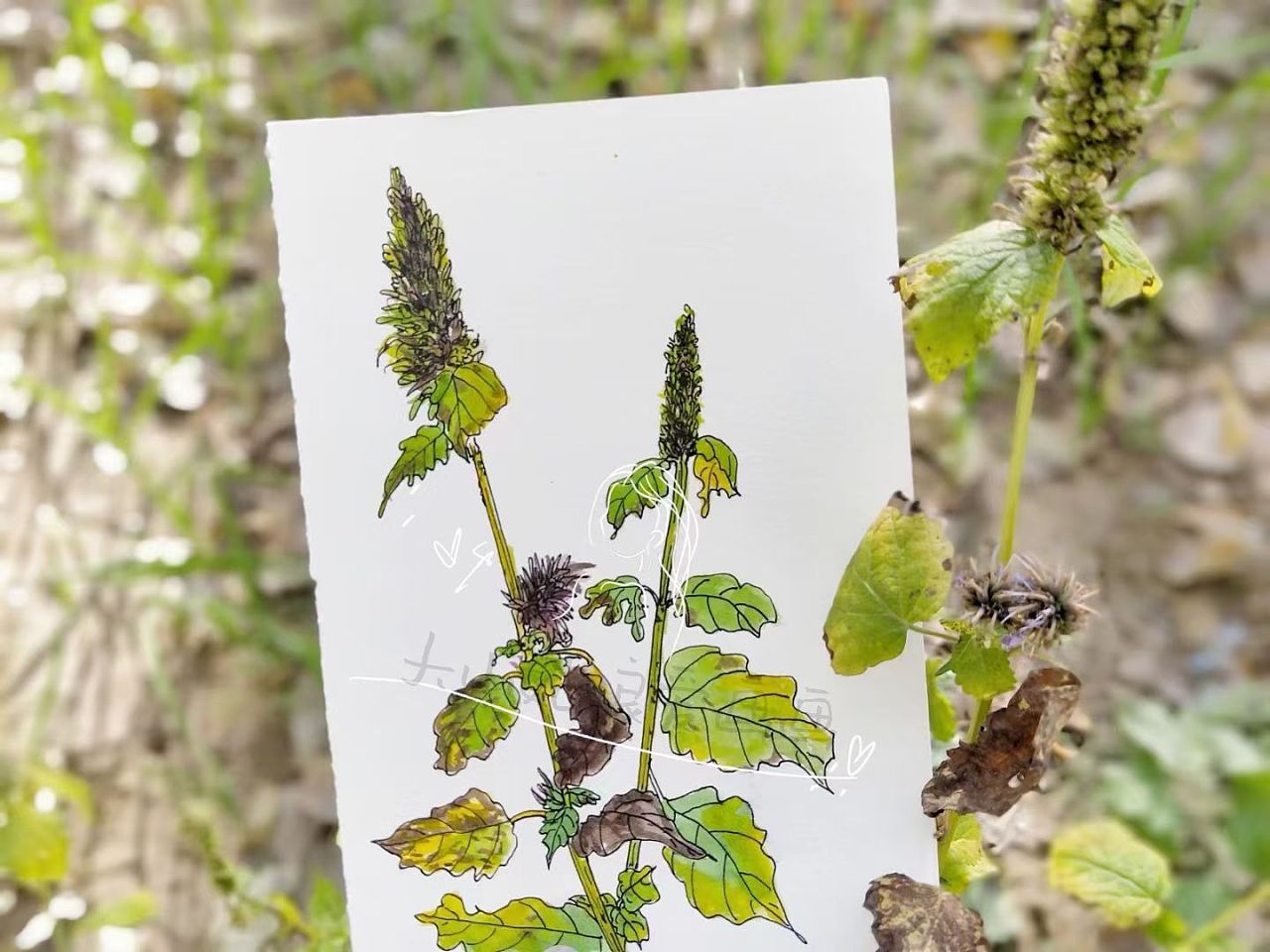 藿香|纯艺术|绘画|大山姑娘爱画画 - 原创作品 - 站酷 (zcool)