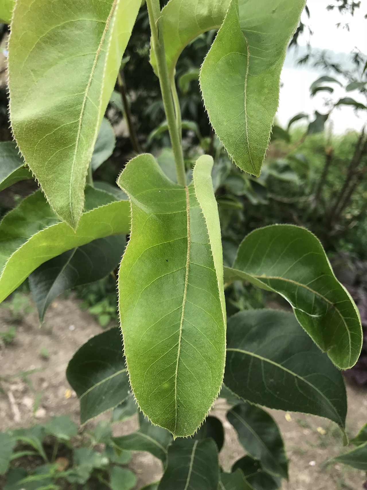 田园小景（图ZMTY3NjQwNDQ0） - 产品摄影 - 站酷设计师游走的呆原创素材 - 站酷ZCOOL