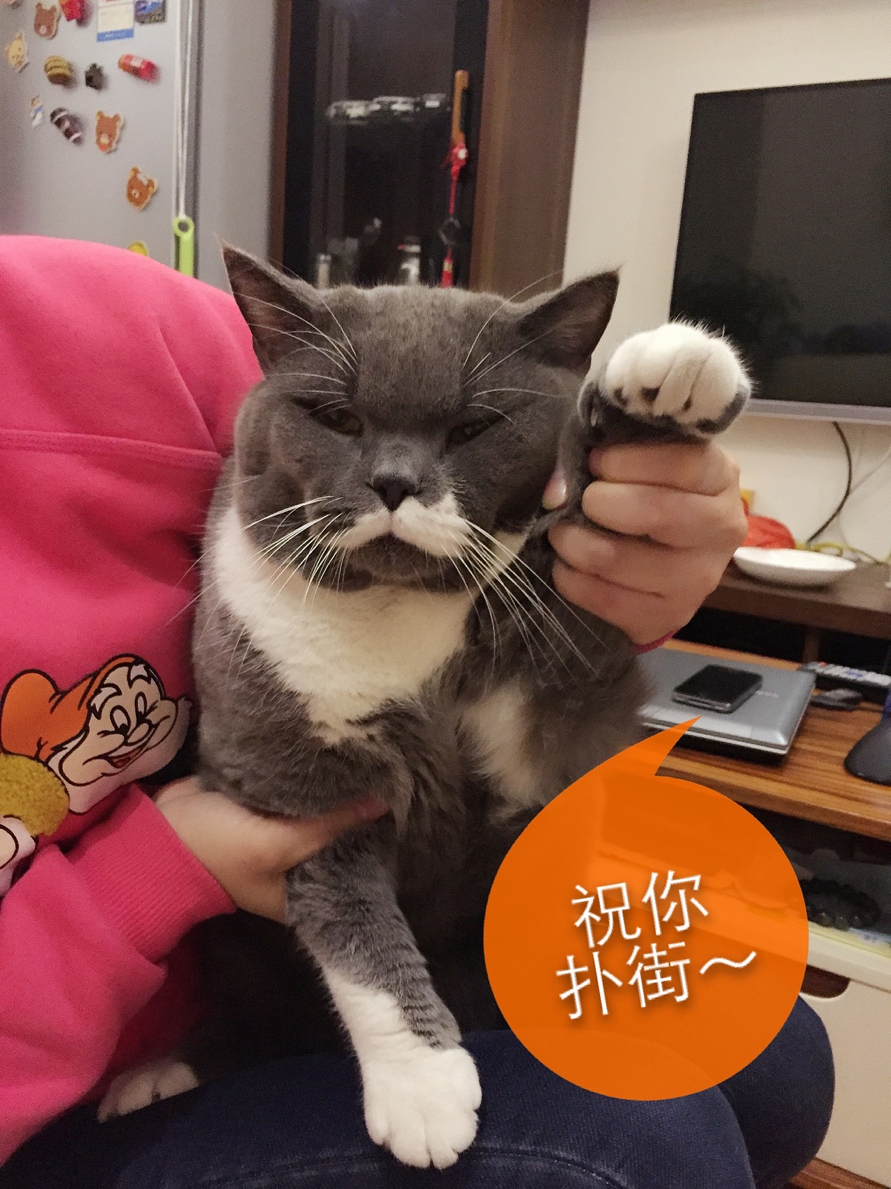 家有酷喵~屁屁酱（图ZMjU1OTAyODQ=） - 宠物摄影 - 站酷设计师牛肉老丸子原创素材 - 站酷ZCOOL