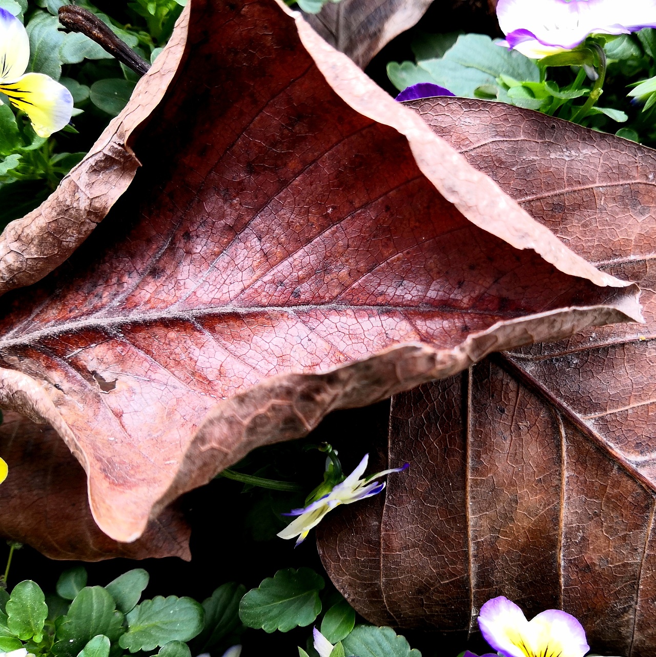 落叶|摄影|风光摄影|涂善辉tushanhui - 原创作品 - 站酷 (zcool)