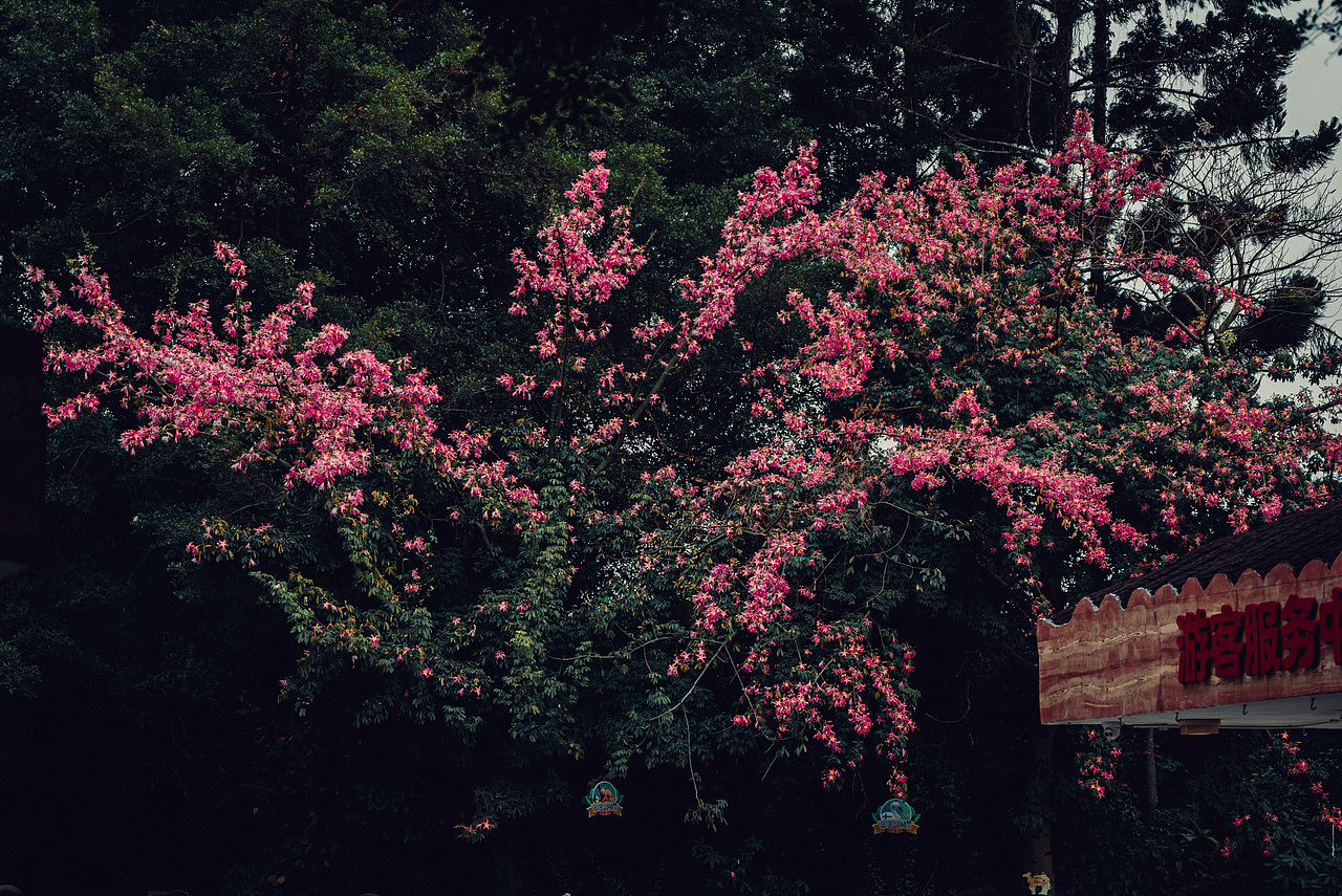 【VOLG 1】扫街摄影日记，第一次扫街的图片与视频总结（图ZMjMyODM0NDg0） - 人文/纪实摄影 - 站酷设计师莫傲子炎原创素材 - 站酷ZCOOL