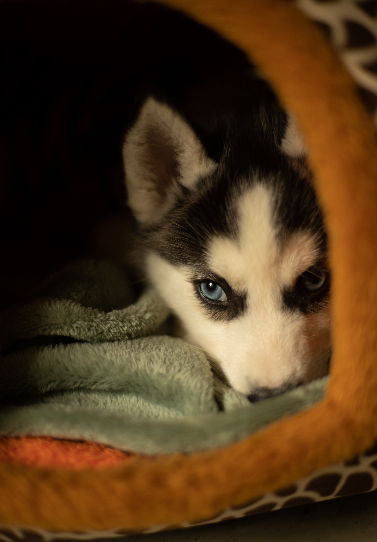 调皮的小哈士奇