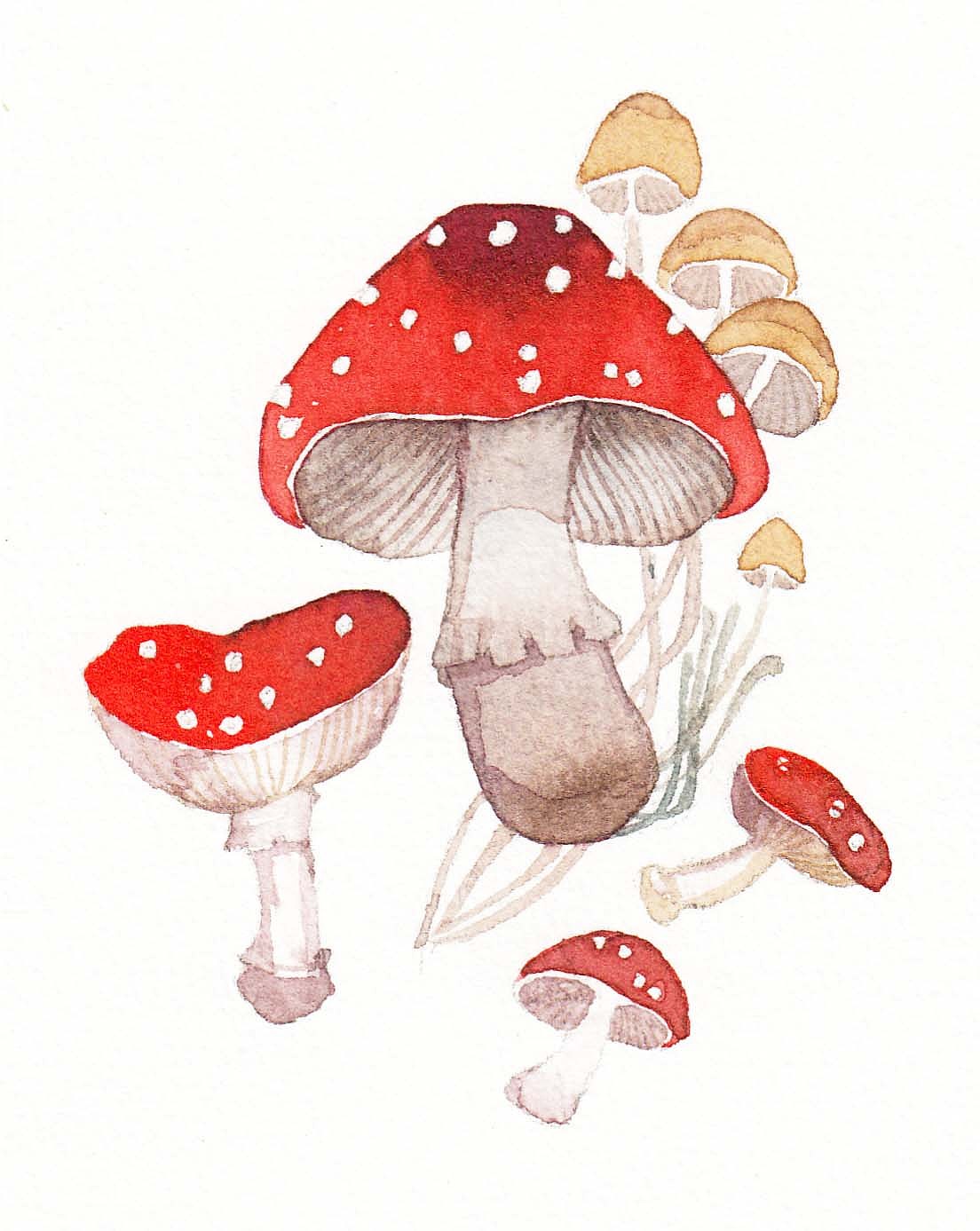 水彩小图鉴-致幻蘑菇|插画|涂鸦/潮流|林真贞 - 原创作品 - 站酷 (zco