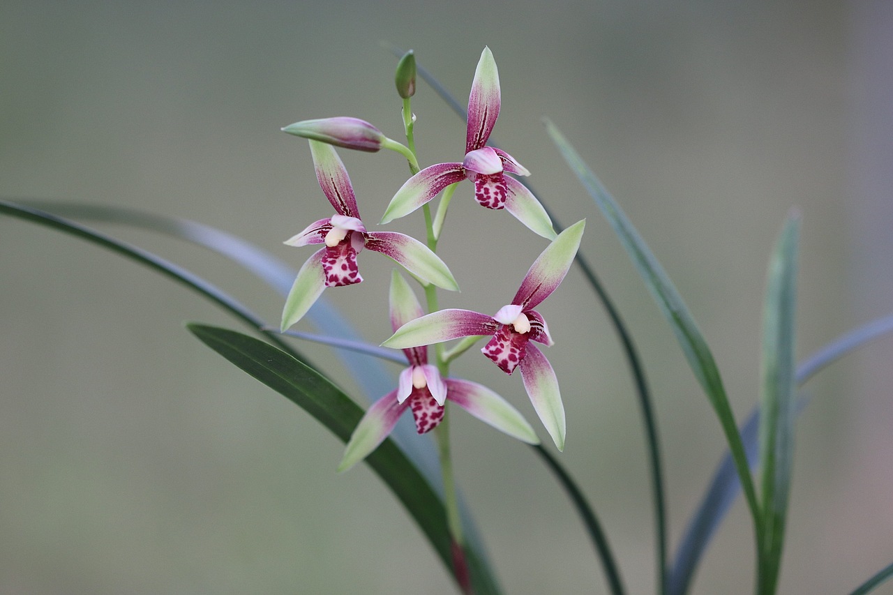 建兰—逸红双娇（小国魂）