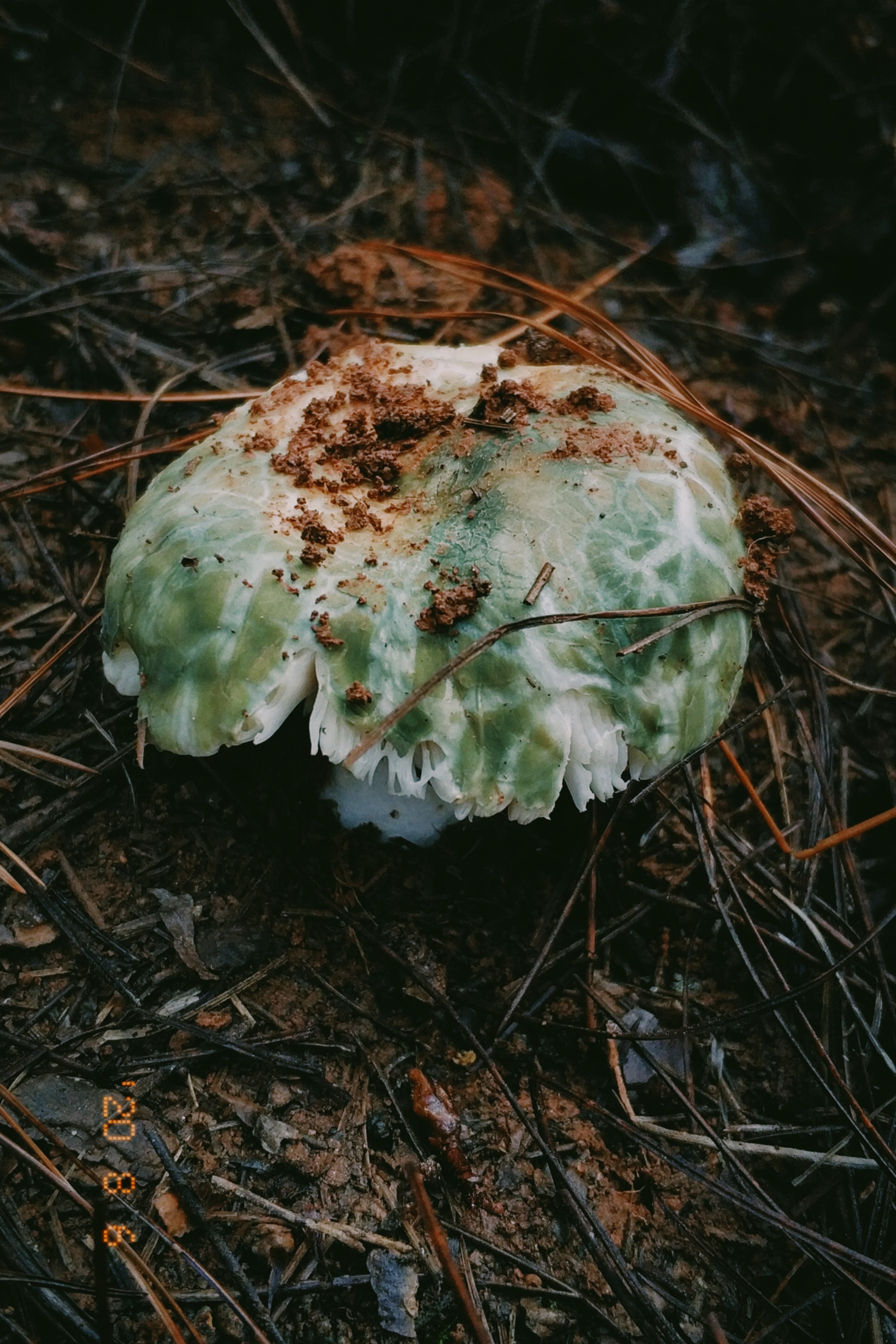 云南野生菌随拍