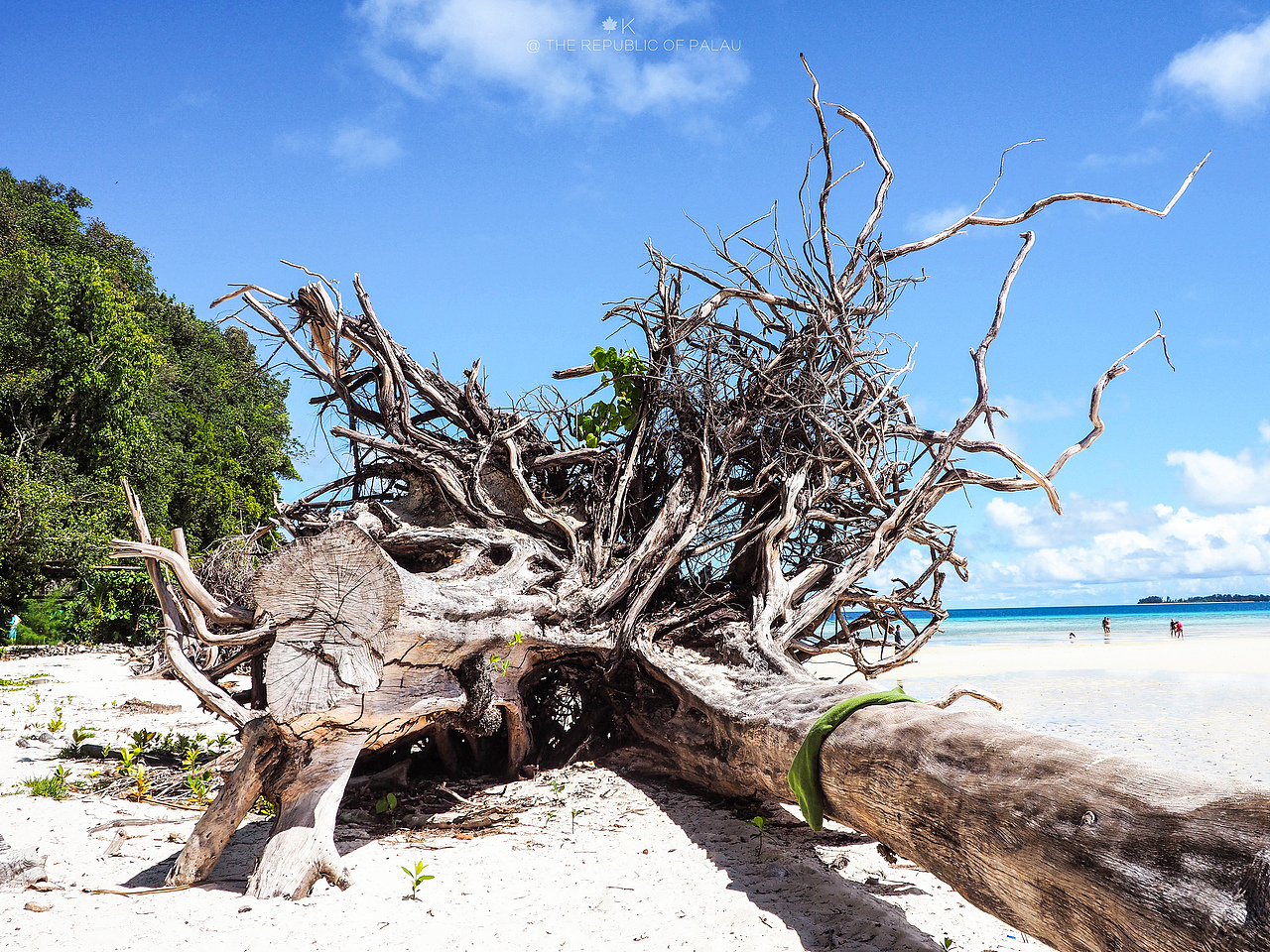 帕劳共和国旅拍