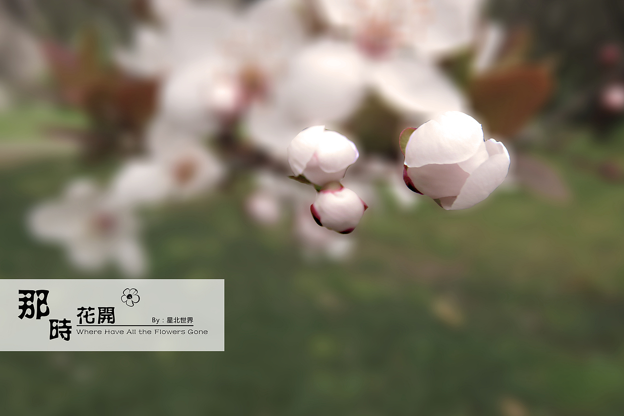 紫叶李——那时花开（一）（图ZNzM2NzM5ODg=） - 修图/后期 - 站酷设计师星北世界原创素材 - 站酷ZCOOL