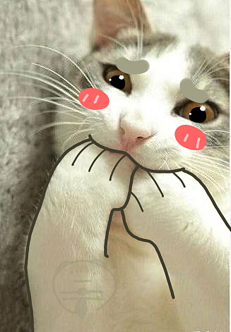 呆呆小熊恶搞猫狗表情