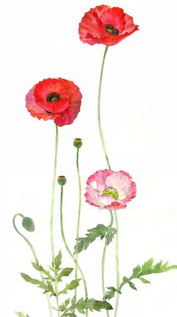 撒哈拉暴雨的個(gè)人主頁（背景預(yù)覽） - 主頁背景設(shè)置 - 站酷設(shè)計(jì)師撒哈拉暴雨原創(chuàng)素材 - 站酷ZCOOL