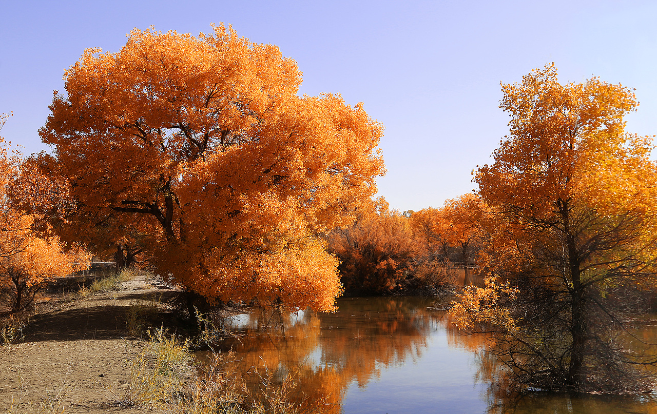每年秋月,大片的胡杨树叶由绿变黄,一眼望去,阳光