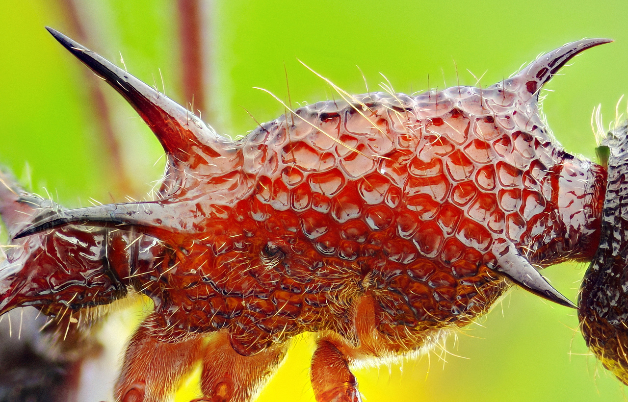 热带蚂蚁camponotus巨型的gigas 库存照片. 图片 包括有 关闭, 牙齿, 室外, 庭院, 的百威 - 7092542
