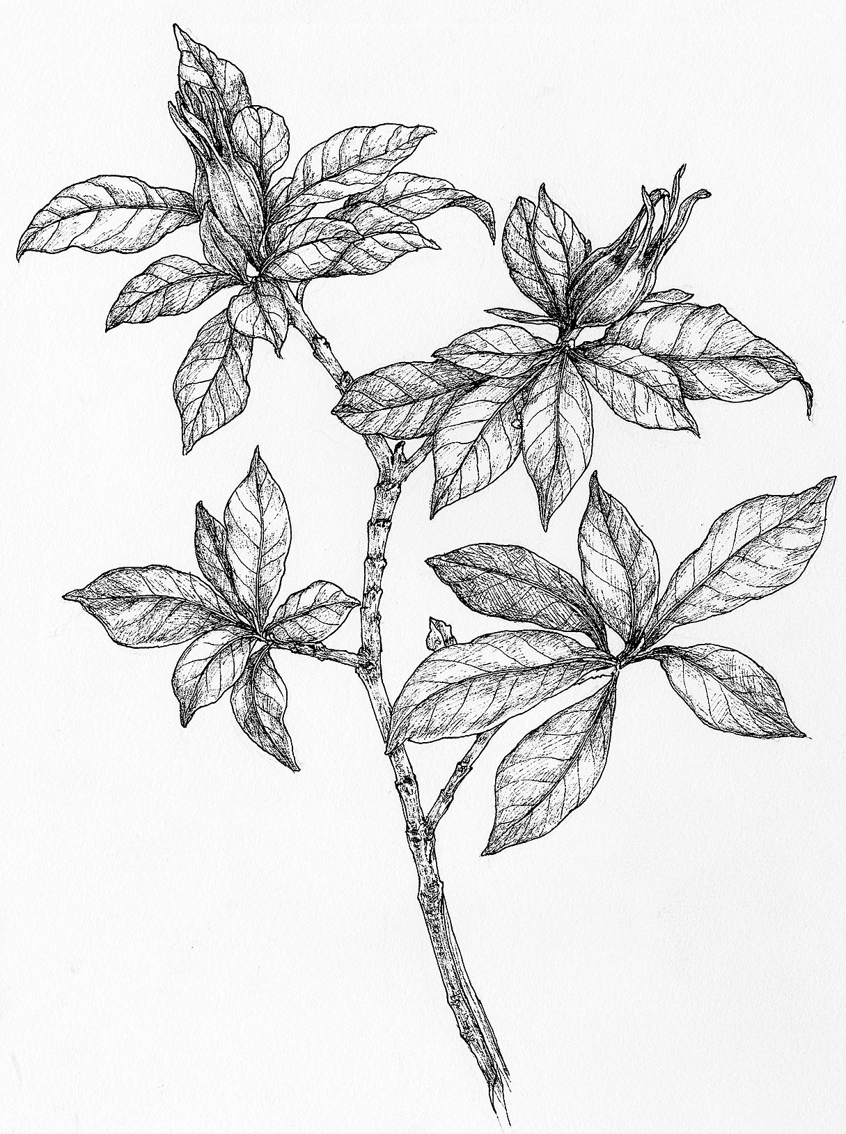 签字笔画植物图片