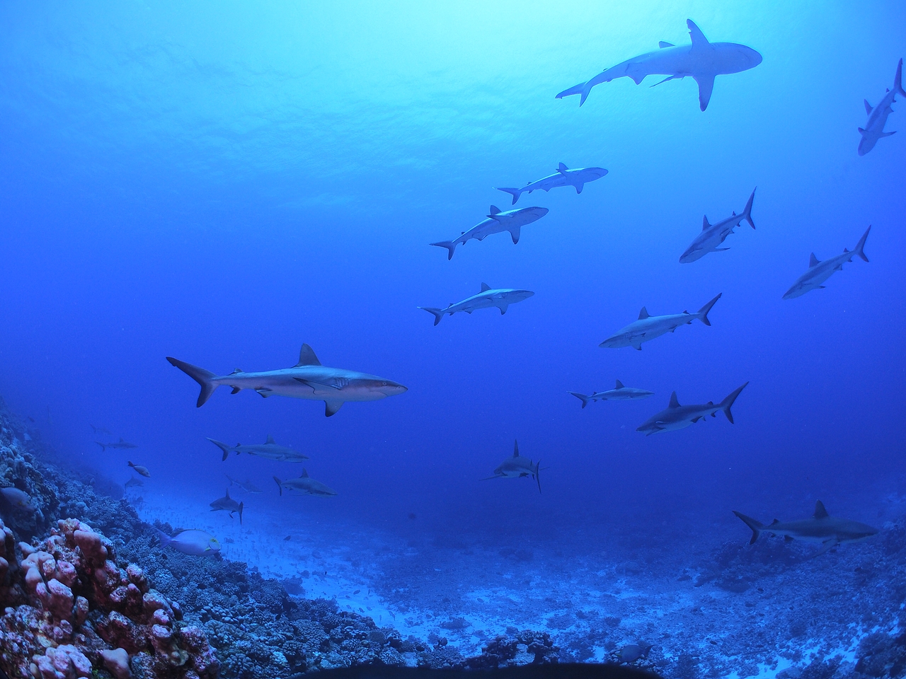 海洋世界大溪地