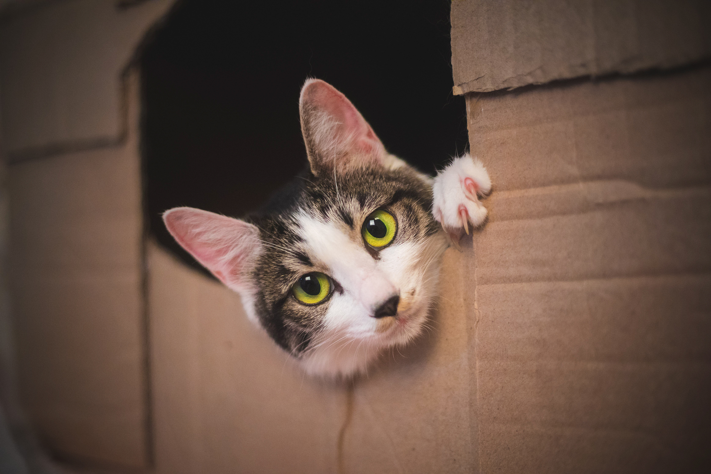 奶猫们的两周睁眼纪念照