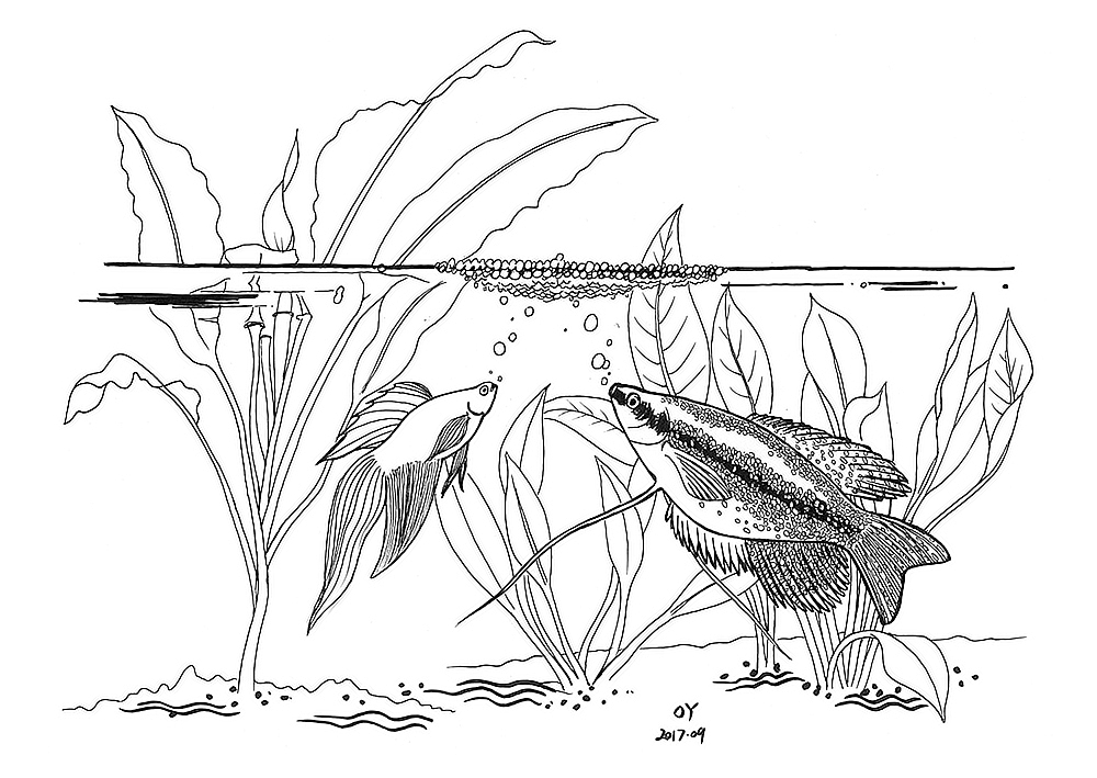 OY手绘:一天一画2017