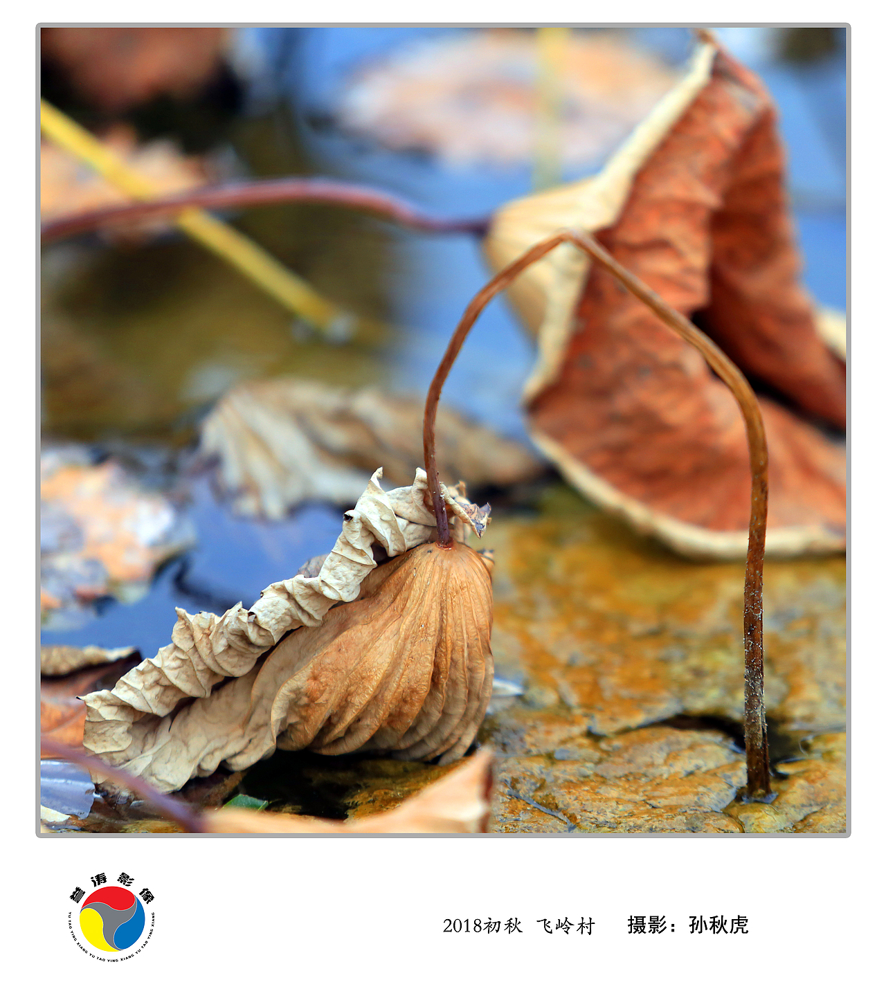 2018秋荷    山西 临汾 安泽