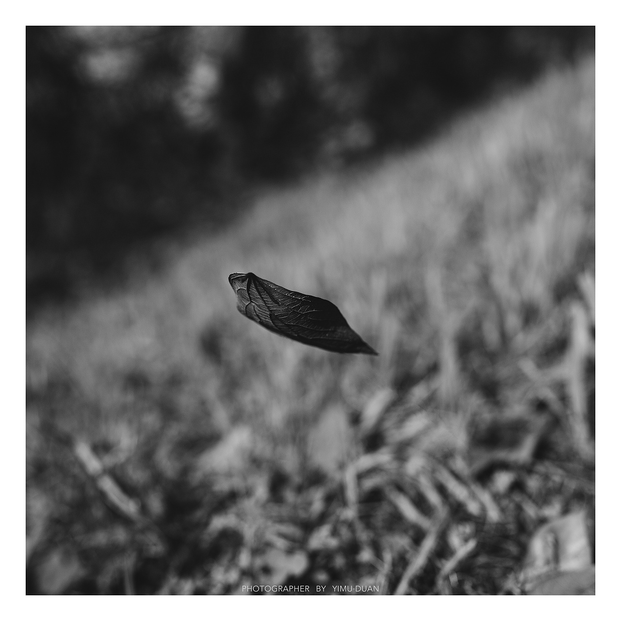 一花一世界~一树一枯荣