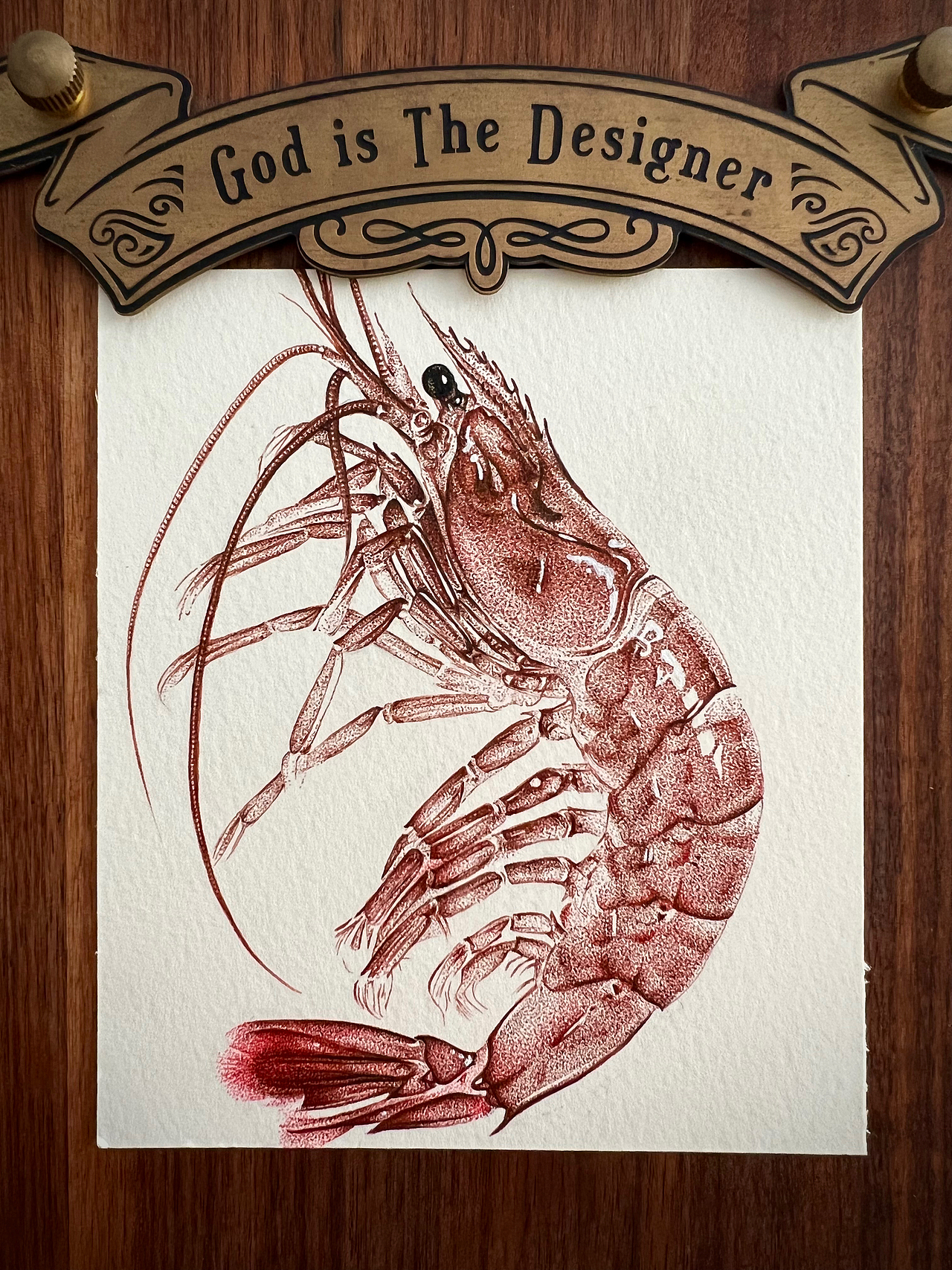 “虾”画一幅钢笔画