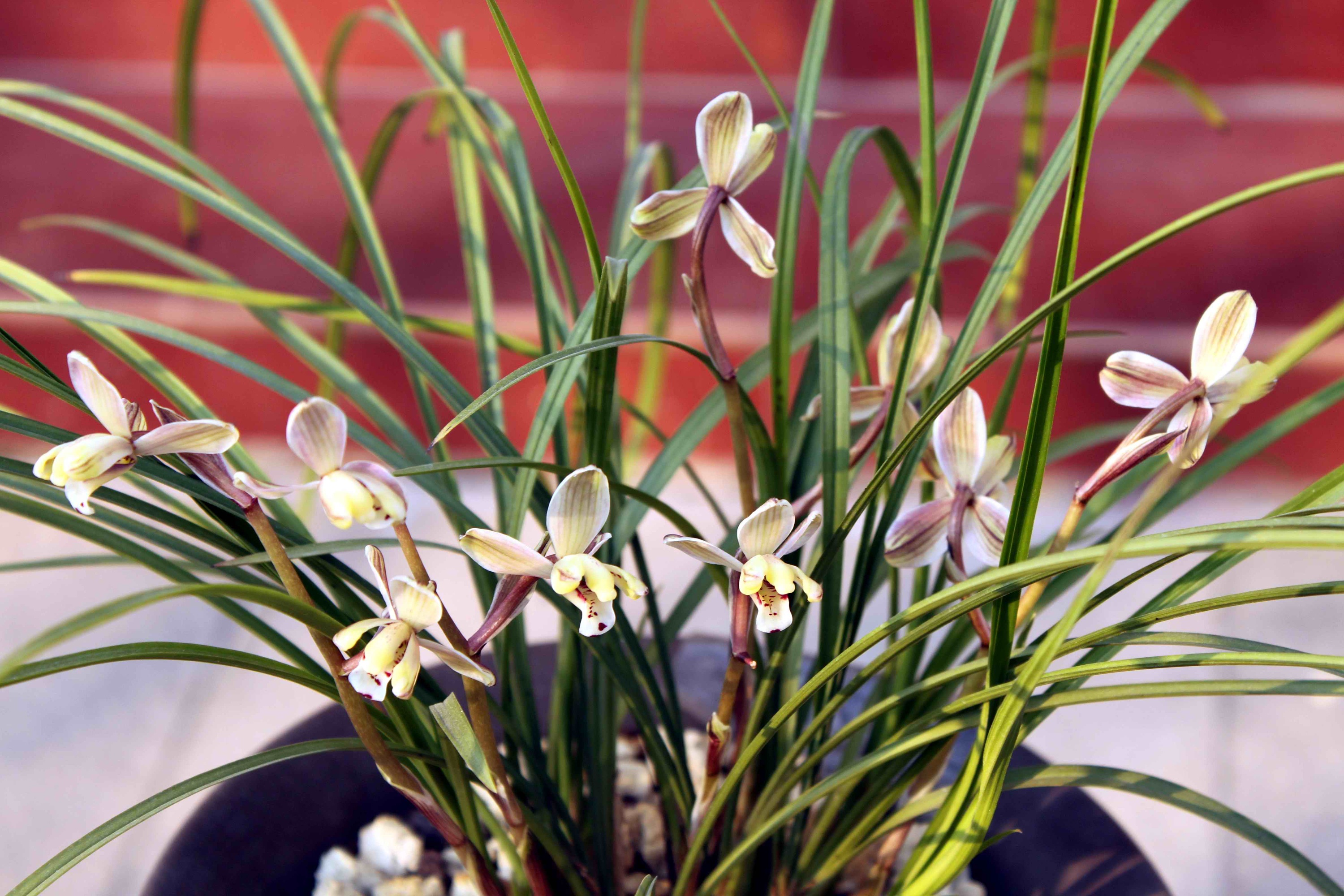 【莲瓣兰】滇梅