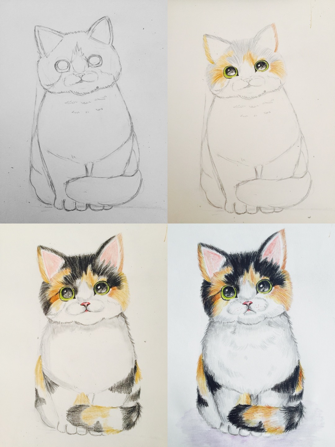 三花英国短毛猫