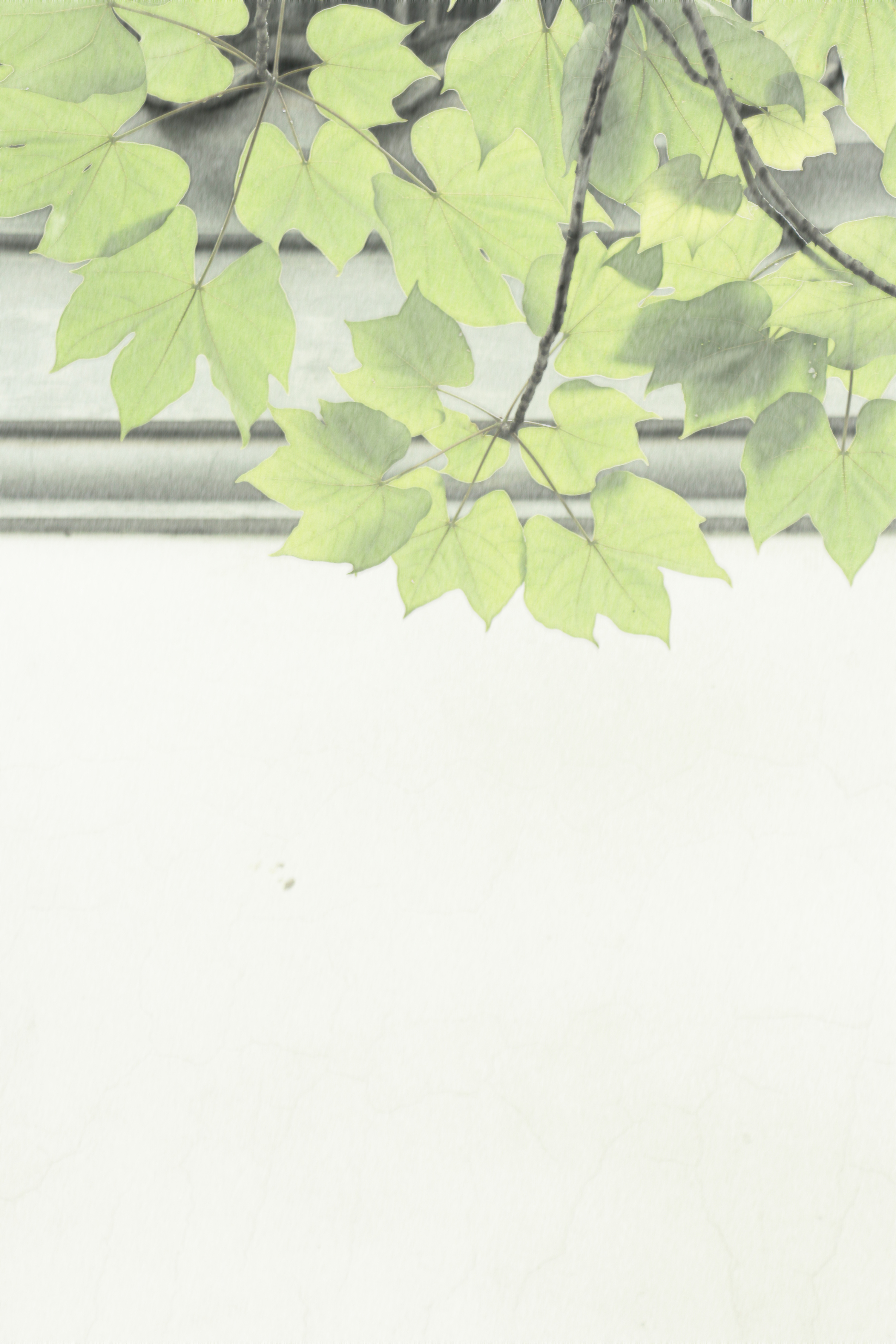 阳光,白墙,藤蔓