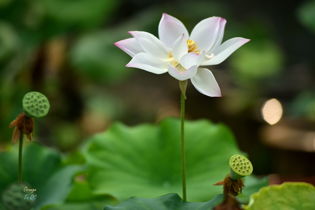 荷（图ZOTExOTExNDA=） - 风光摄影 - 站酷设计师吾翰世原创素材 - 站酷ZCOOL