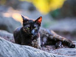 山猫日记20210808