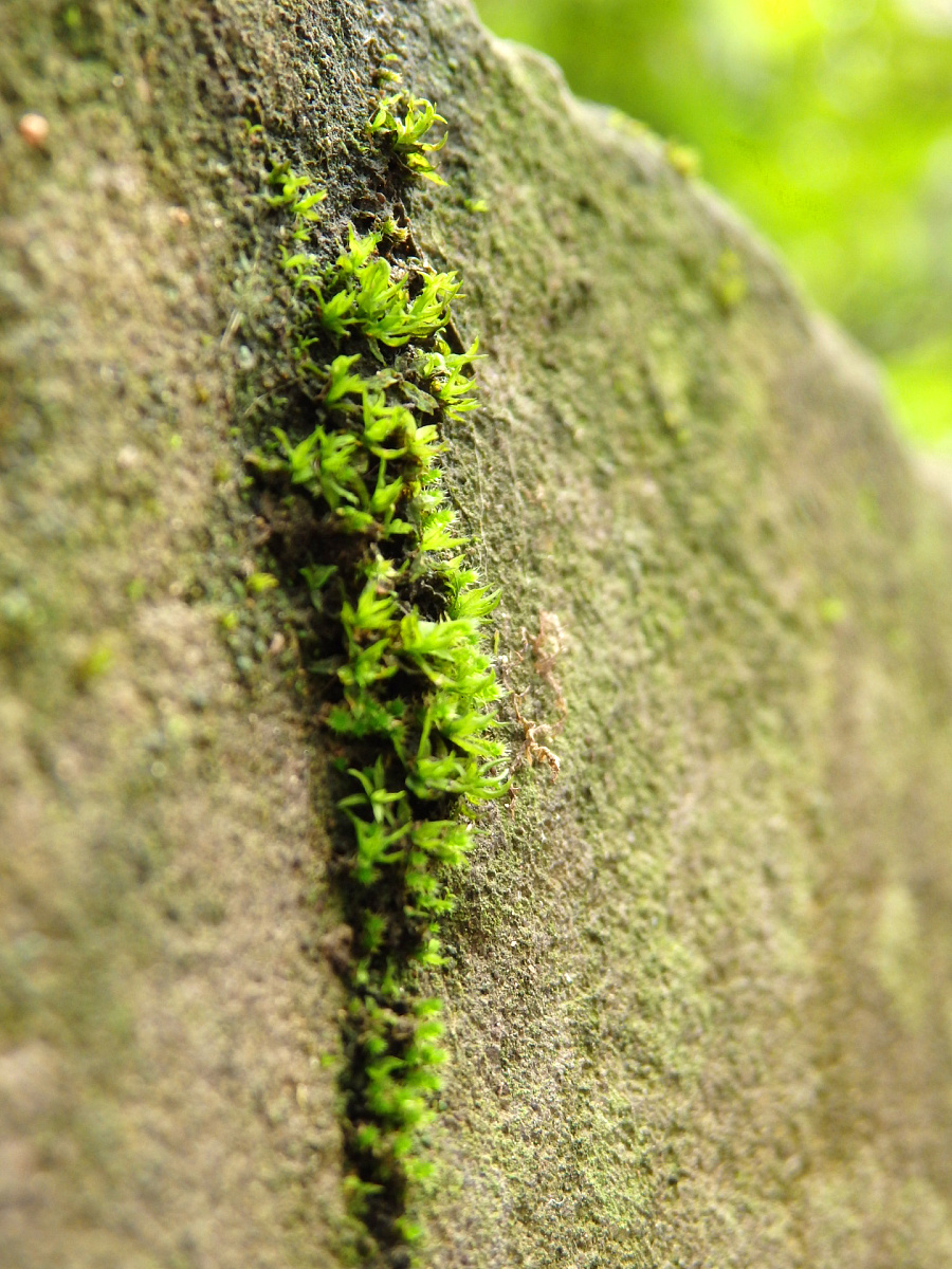 原创作品:遇见青苔