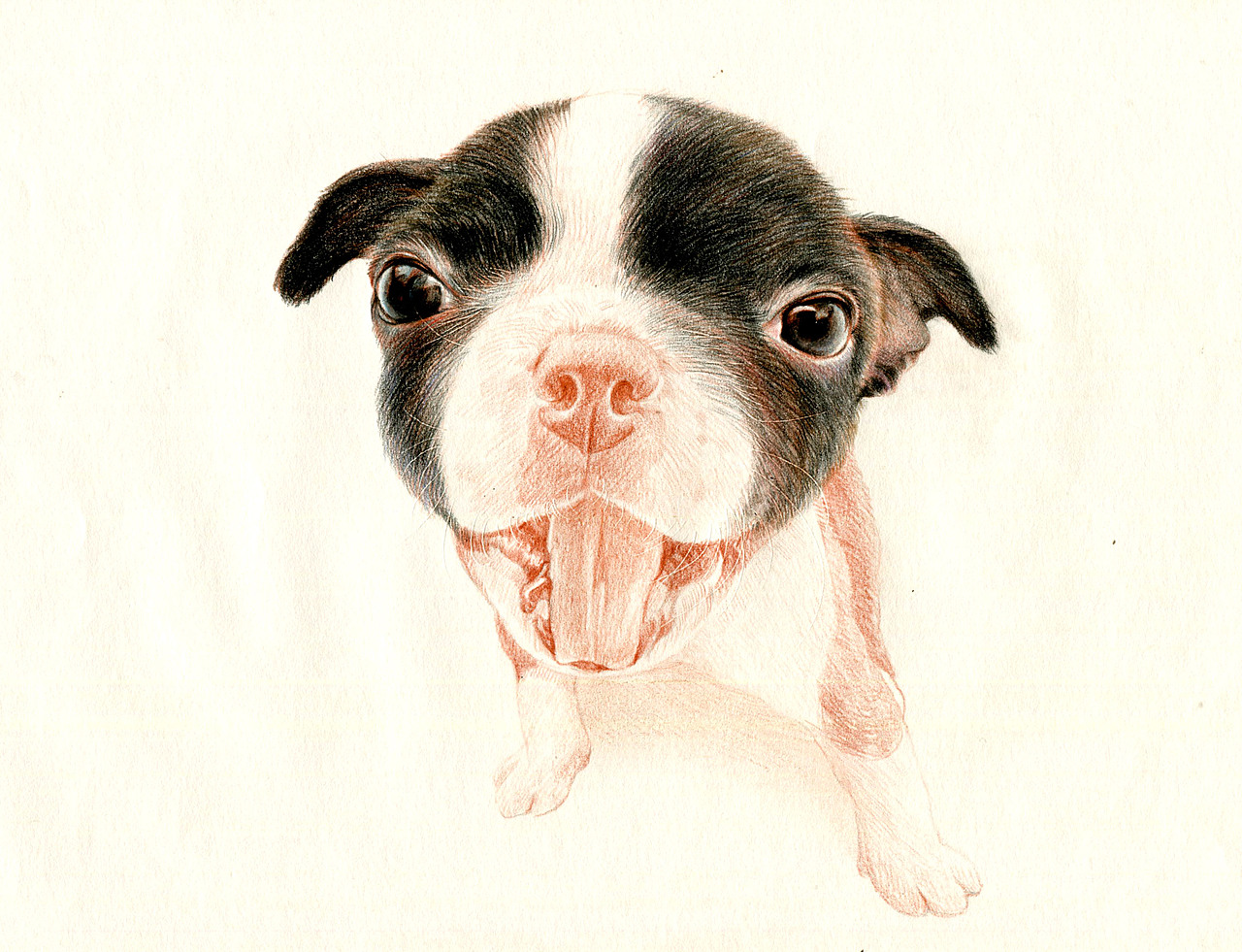 彩铅狗狗——波士顿梗犬（图ZMzU5NDk2MTY=） - 绘画 - 站酷设计师箐莜菲菲原创素材 - 站酷ZCOOL