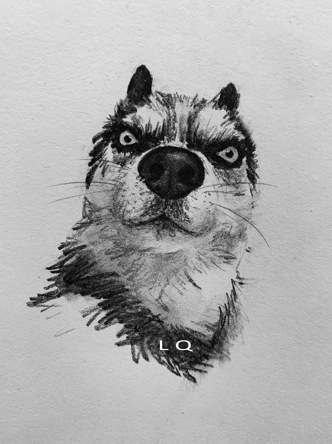萌宠素描插画