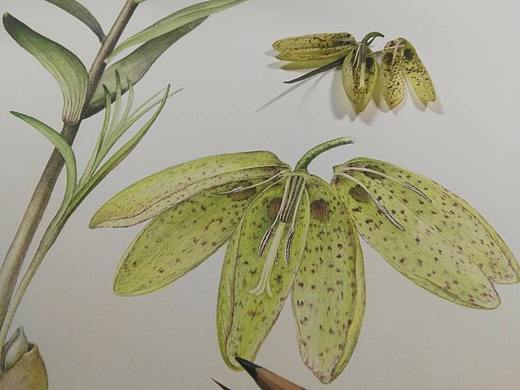 貝母-青海（個(gè)人主頁(yè)-ZMzU5NTI5MTI=） - 繪畫(huà) - 站酷設(shè)計(jì)師尋山追水原創(chuàng)素材 - 站酷ZCOOL