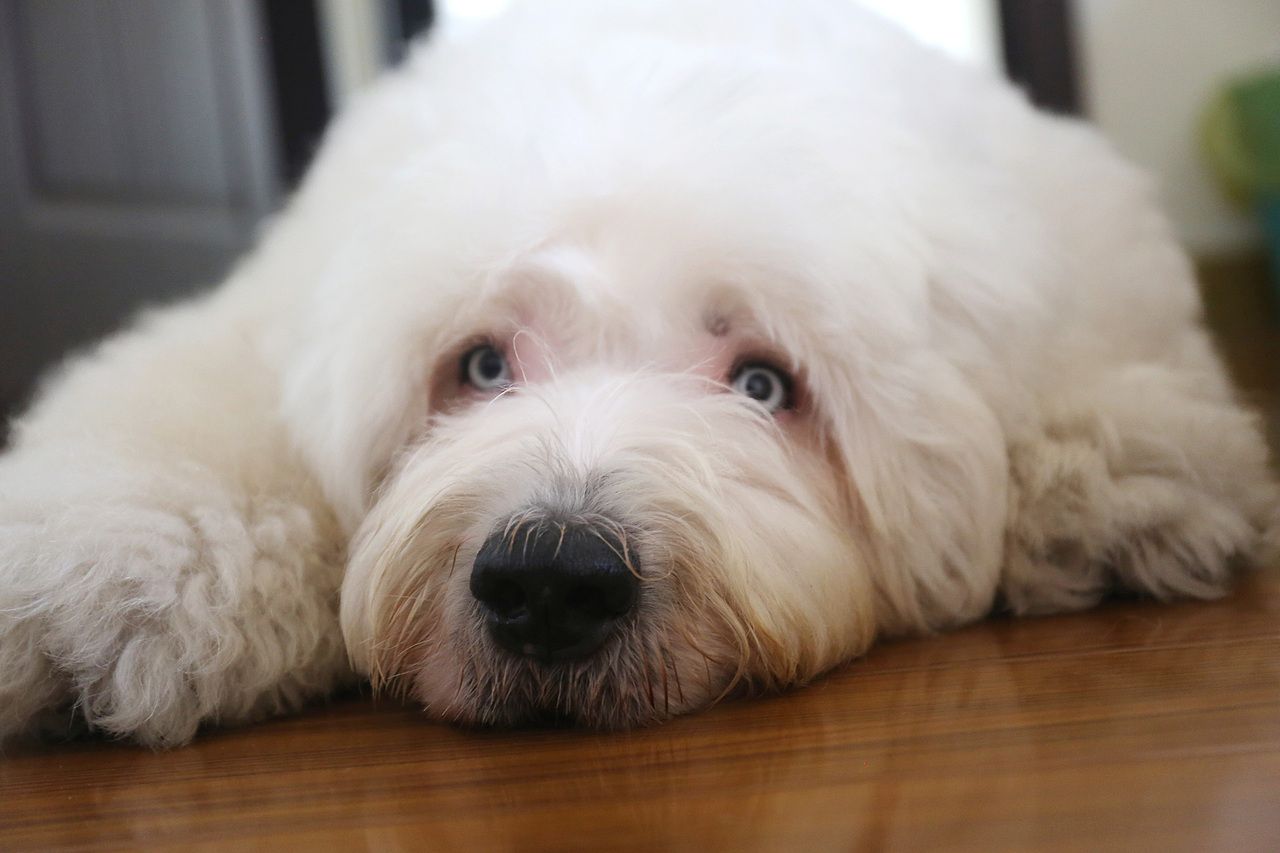 他五岁了（图ZNjUwMjYyODA=） - 宠物摄影 - 站酷设计师芥末小E原创素材 - 站酷ZCOOL