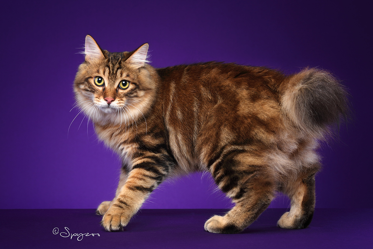 spyzoo大连wcf现场拍摄的千岛短尾猫