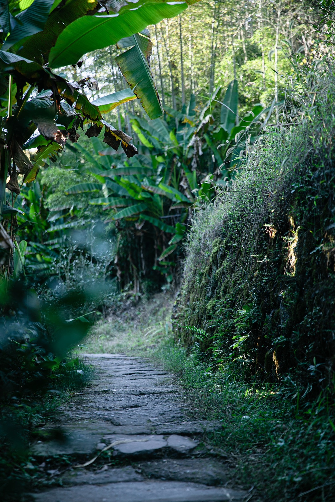 茶叶随拍（图ZMjc3NTY2NDY0） - 风光摄影 - 站酷设计师听说你也来过原创素材 - 站酷ZCOOL