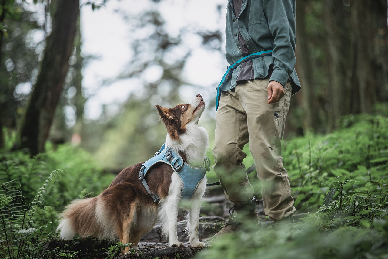宠物用品—胸背