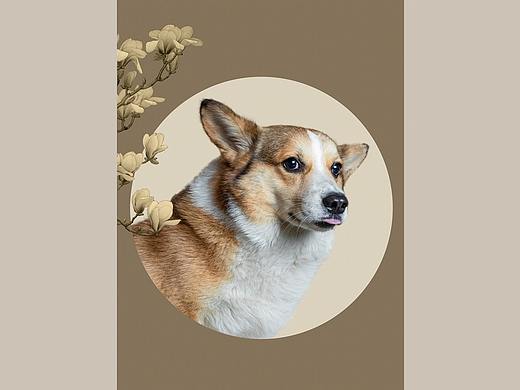 柯基可骑四岁生日纪念照片