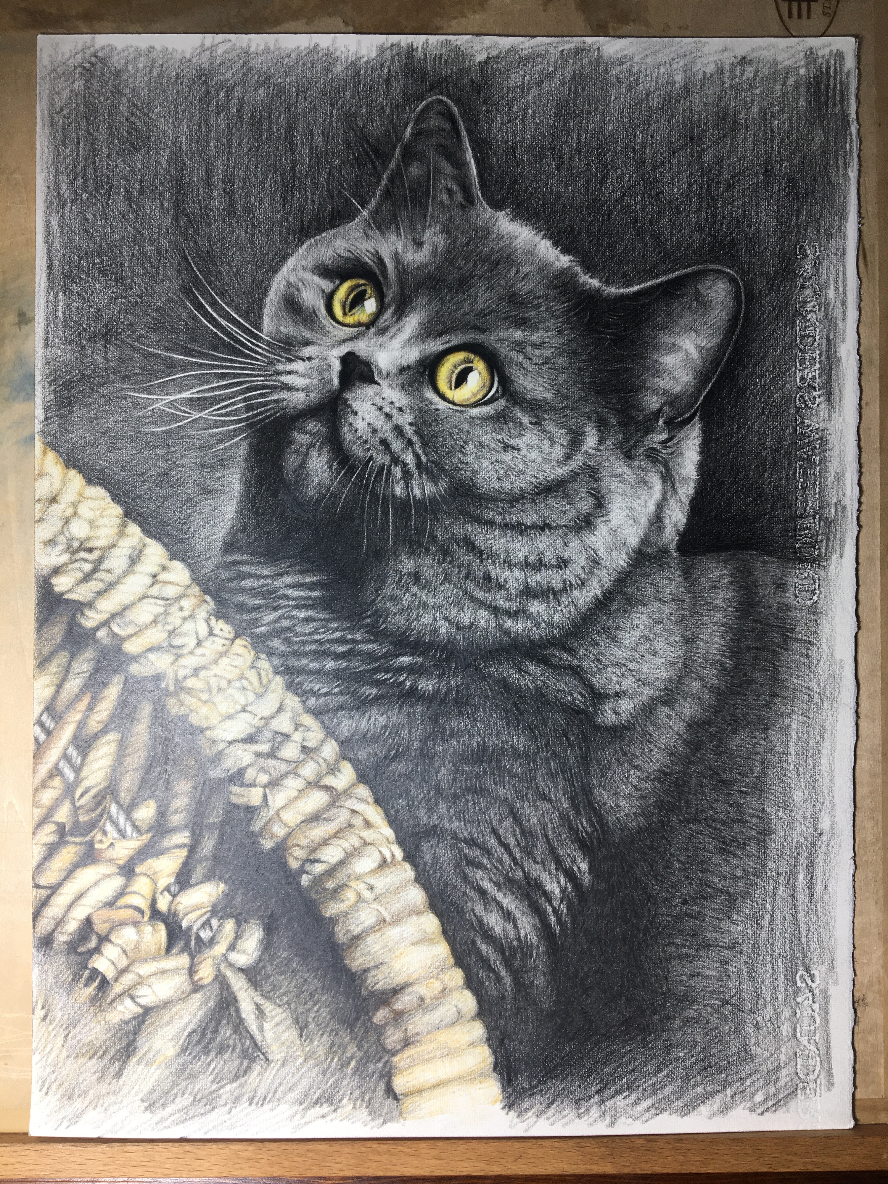 彩铅画萌宠-英短猫