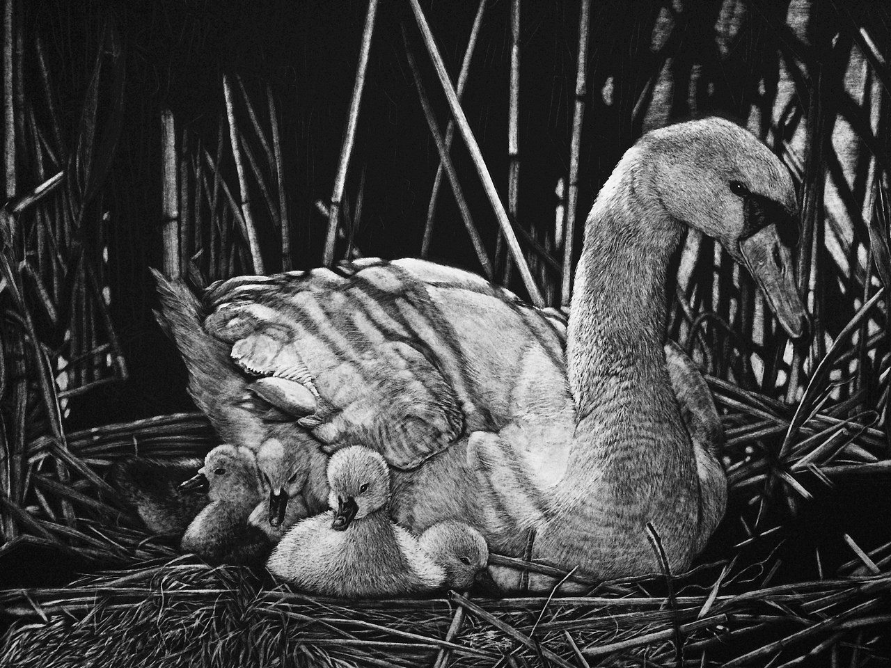 李子哥刮画作品《鹅娘》