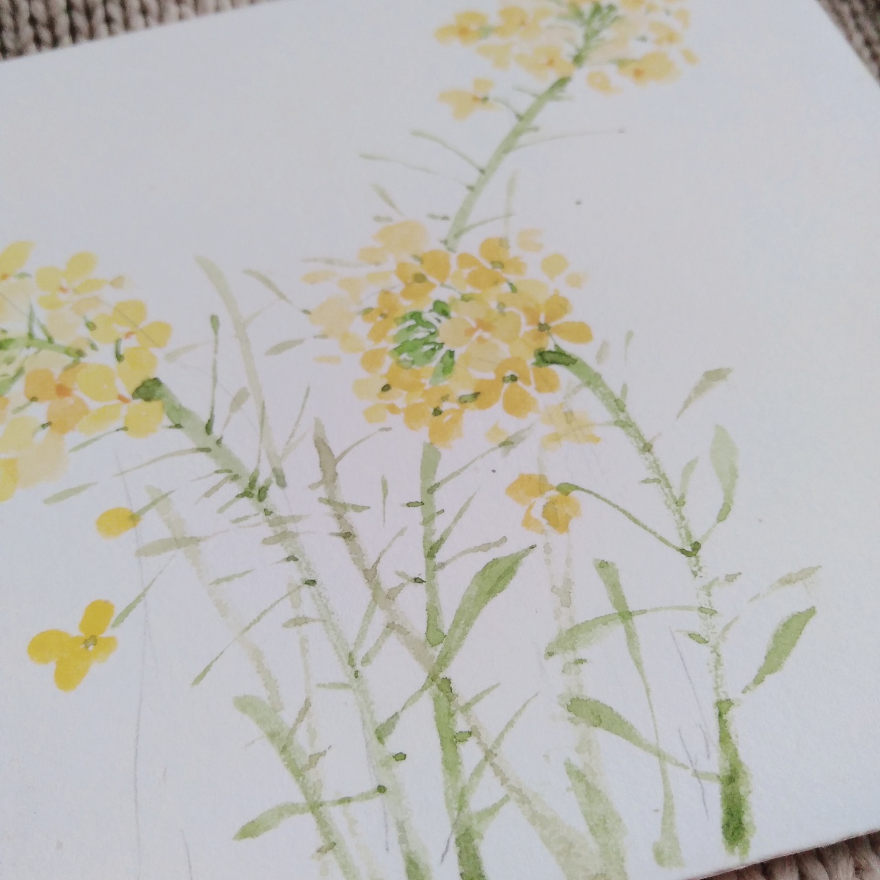水彩花卉—油菜花