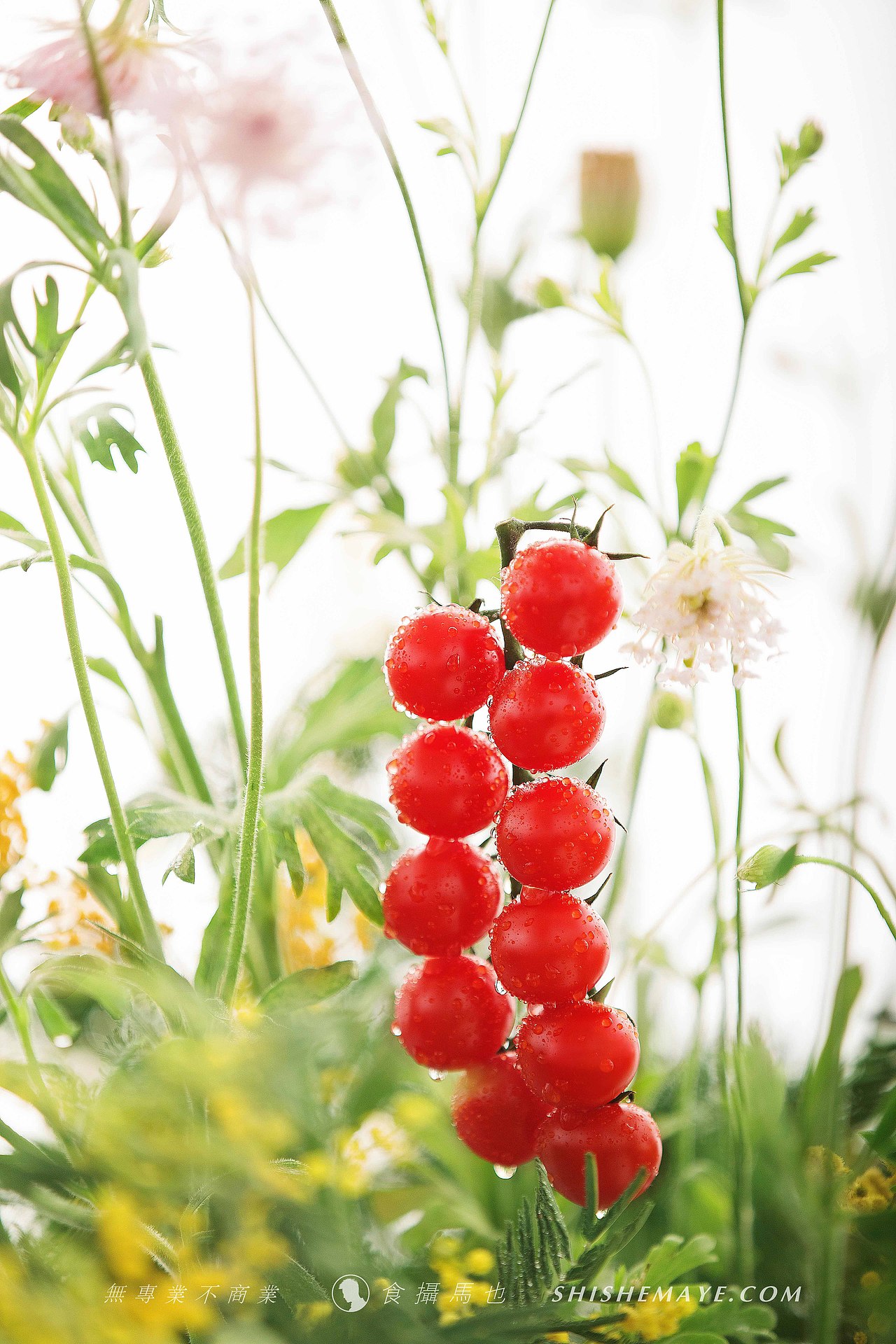 商业案例 | 广告摄影 本来生活X食摄马也（图ZMTUxNTM3OTA4） - 产品摄影 - 站酷设计师食摄马也MYFOTO原创素材 - 站酷ZCOOL